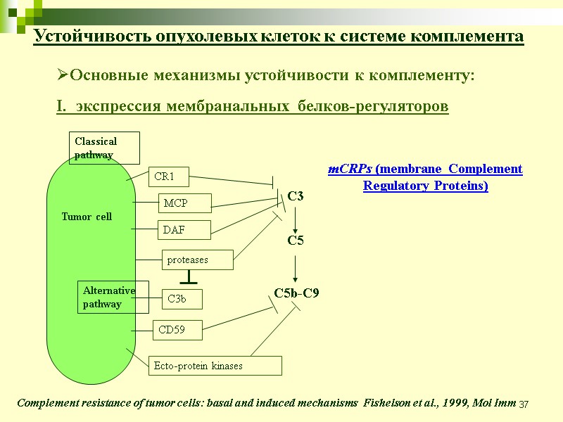 37  mCRPs (membrane Complement Regulatory Proteins)   Устойчивость опухолевых клеток к системе